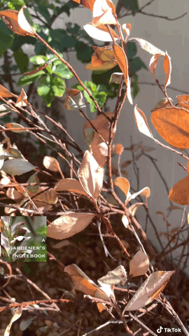 Heat damaged camellia in the garden via TikTok [Video]