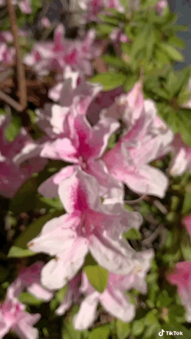 Azalea Flowers Closeup via TikTok