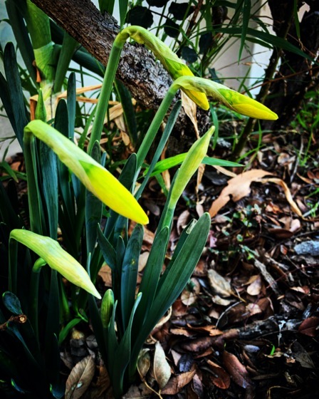 Daffodils on the verge of opening via Instagram