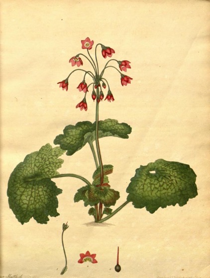 Historical Garden Books - 113 in a series - The botanist's repository for new, and rare plants... (1797)