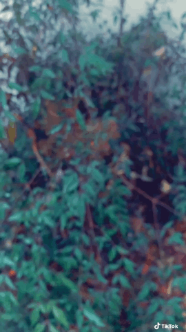 Nandina in the garden via TikTok [Video]