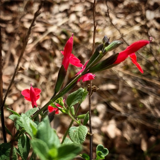 Salvia microphylla 'Hot Lips' Returns To The Garden via Instagram