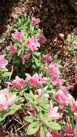 More azaleas — reaching their peak bloom via TikTok [Video]