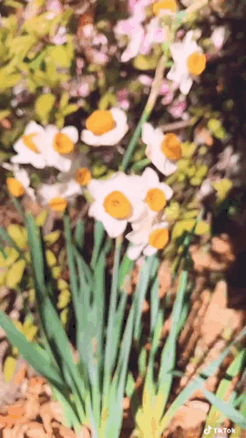 Bi-color daffodils in Slomo via TikTok [Video]