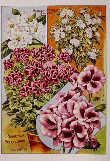 Historical Seed Catalogs - 97 in a series - Childs' Rare Flowers, Vegetables & Fruits (1915) art