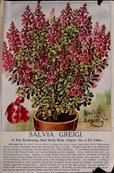 Historical Seed Catalogs - 97 in a series - Childs' Rare Flowers, Vegetables & Fruits (1915) art