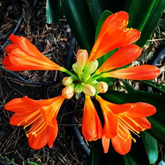Clivia Flowers via Instagram