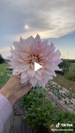 Dazzling Dahlias - 62 in a series - The flower that started it all via alljoyflowerfarm on TikTok