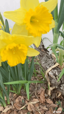 First Daffodils Bloom 2021 via TikTok [Video]