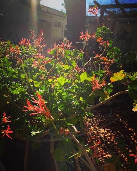 Geranium flowers in the sun via Instagram