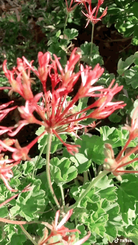Geranium Flowers via TikTok [Video]