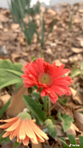 Gerbera Daisy in the garden via TikTok [Video]
