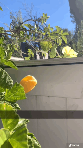 Hibiscus flowers for the neighbors via TikTok [Video]