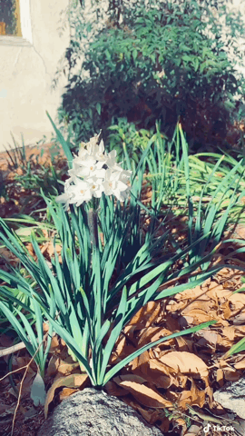 PaperWhite flowers in my garden via TikTok