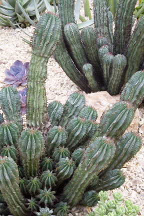 Captivating Cactus and Striking Succulents - 73 in a series - Cactus and Succulents at the RHS