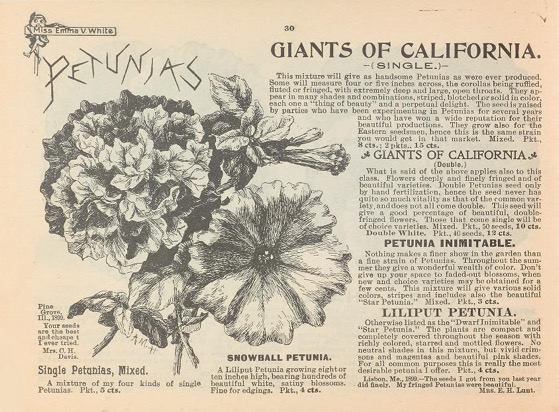 Historical Seed Catalogs - 100 in a series - Choice flower seeds (1900) by Emma V. White Petunias