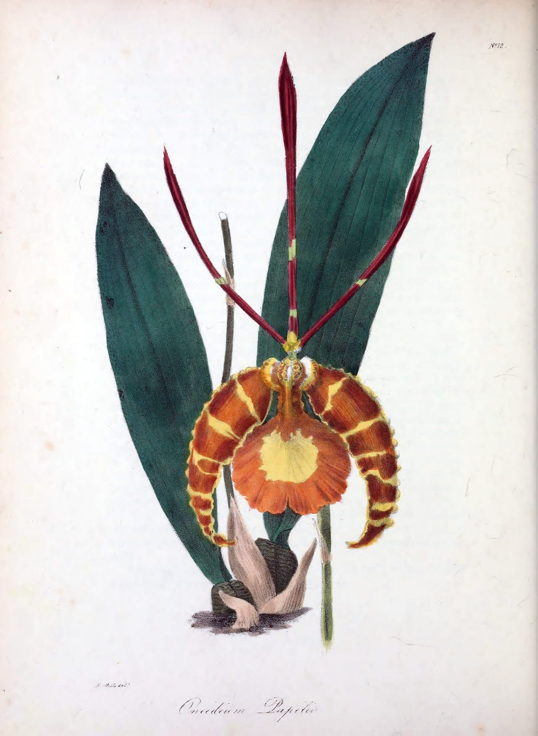 Vintage Botanical Prints - 36 in a series - Oncidium papilla (Butterfly Oncidium) from The Floral Cabinet and Magazine of Exotic Botany (1837)