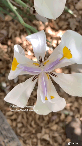 Fortnight Lily Flower via TikTok [Video]