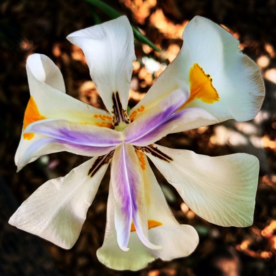 Fortnight Lily Flower via Instagram