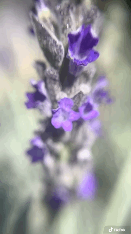 Lavender in macro  via TikTok [Video]