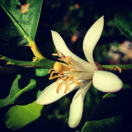 Lemon Blossom via Instagram