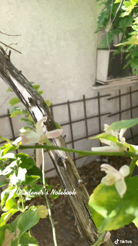 Bees on the lemon blossoms via TikTok [Video]