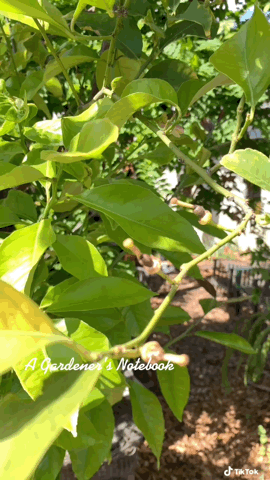 Lemon flowers -- pollinated via TikTok [Video]