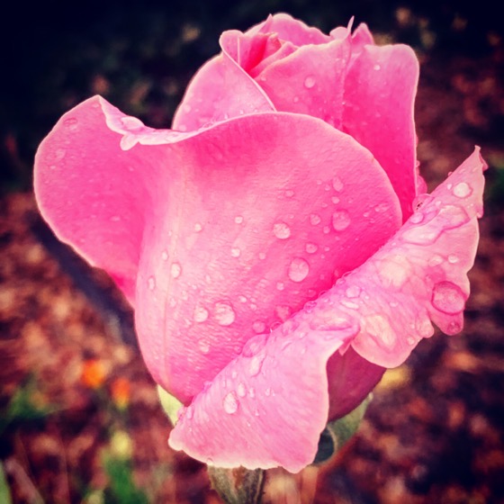 Raindrops on roses via Instagram