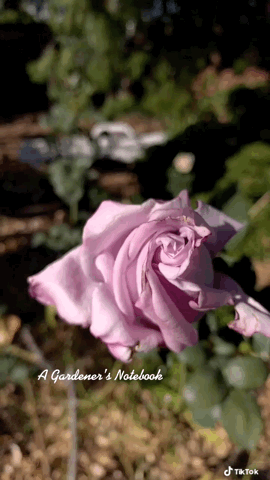 Rosebud in the garden  via TIkTok [Video]