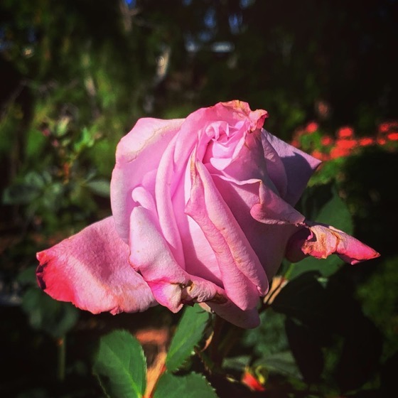 Rosebud in the garden via Instagram