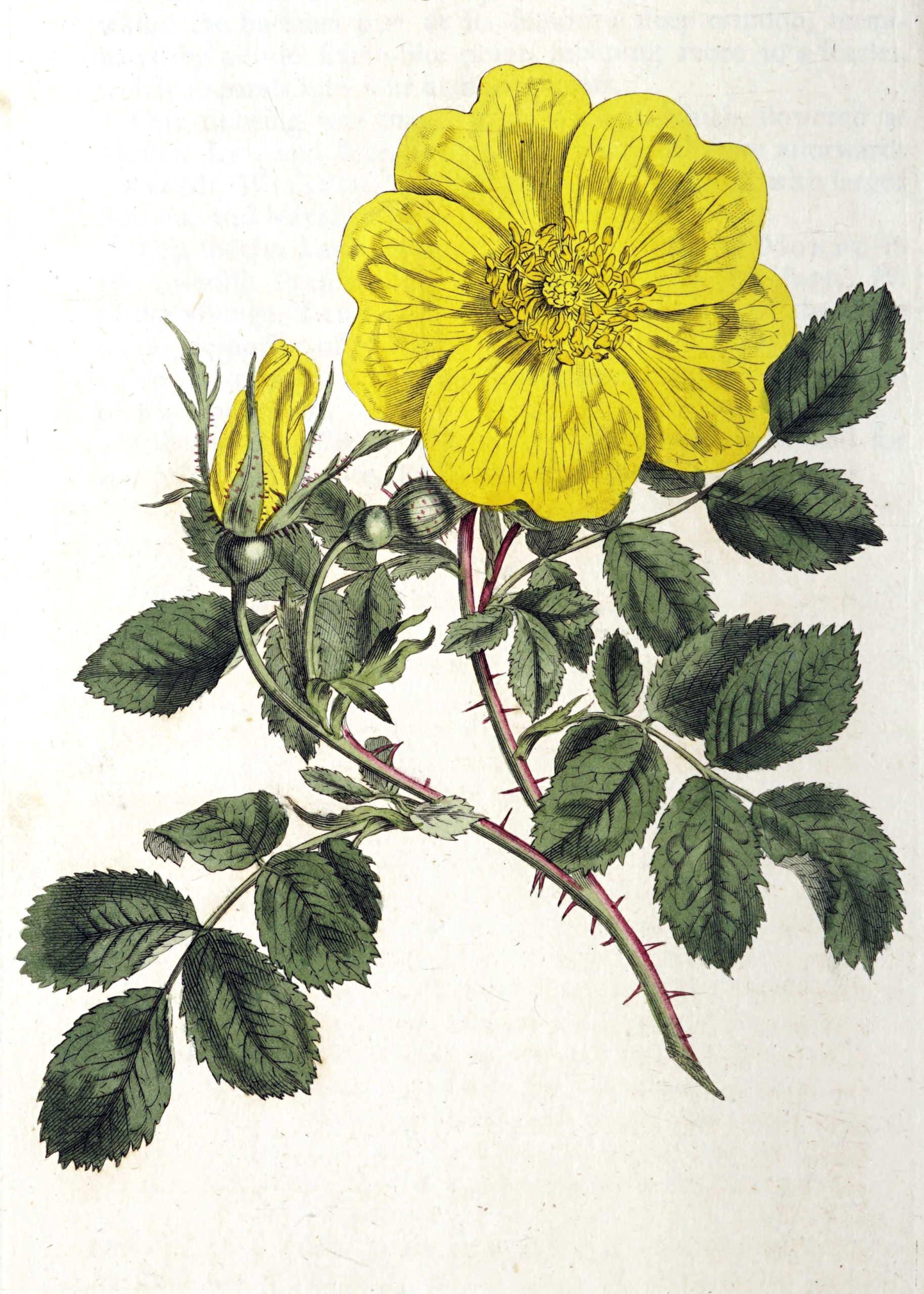 Vintage Botanical Prints - 39 in a series - Rosa lutea (Austrian Rose) from The Botanical Magazine ( 1807)