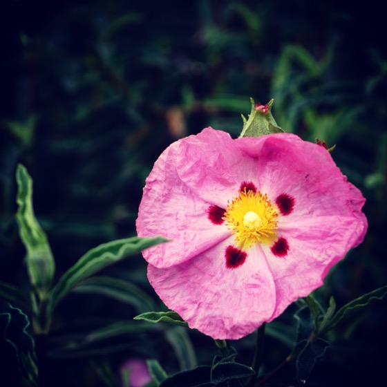 Cistus flower in the neighborhood via Instagram 