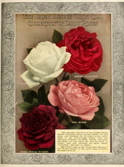 Historical Seed Catalogs - 104 in a series - Dingee guide to rose culture : for more than 60 years an authority (1915)