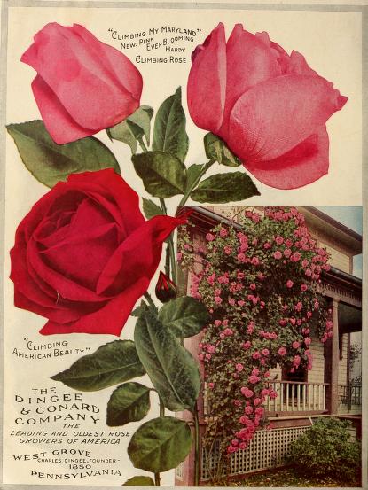 Historical Seed Catalogs - 104 in a series - Dingee guide to rose culture : for more than 60 years an authority (1915)