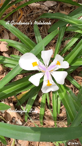 Fortnight Lily In The Garden via TikTok [Video]