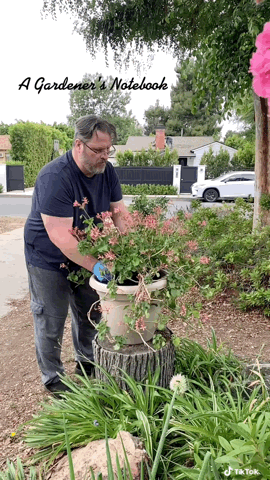 Repotting the big geranium in Self-irrigating planter via TikTok [Video]