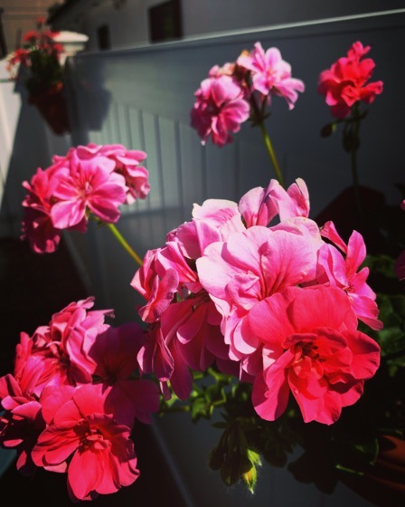 Geraniums in the fence planters via Instagram