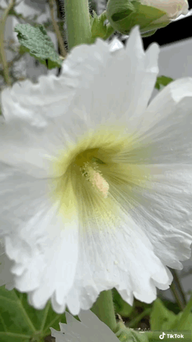 Hollyhock Flower in the Garden via TikTok [Video]