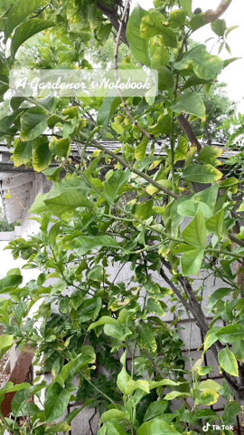 Lemons are pollinated and growing! via TikTok [Video]