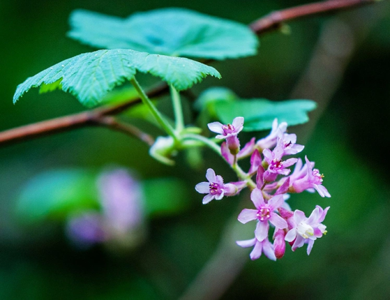 Garden tip: Bring some native plant color into your garden via Mercury News