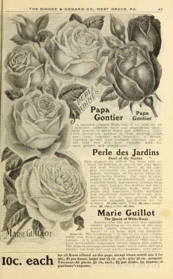 Historical Seed Catalogs - 105 in a series - Our new guide to rose culture (1908) by Dingee & Conard Co.