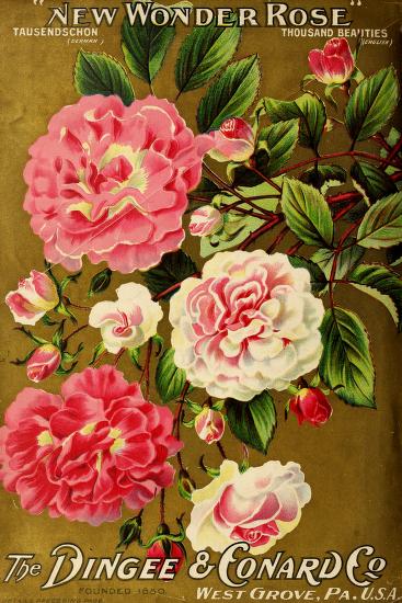 Historical Seed Catalogs - 105 in a series - Our new guide to rose culture (1908) by Dingee & Conard Co.