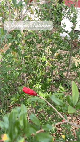 Pomegranate Flowers In The Garden via TikTok
