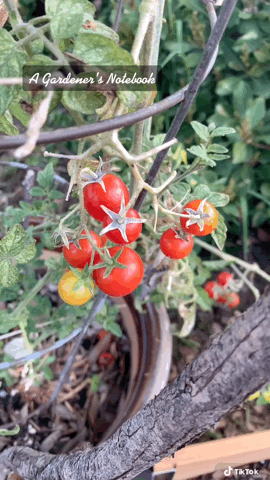 In the garden...Overwintered tomato fruits again via TikTok [Video]