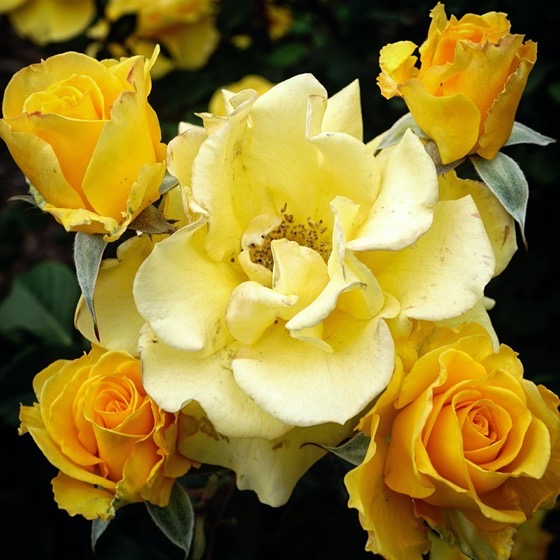 Yellow Roses In the Neighborhood via Instagram