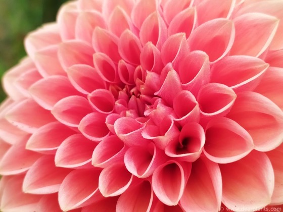 Dazzling Dahlias - 68 in a series - Dahlia ‘Sylvia’ via Dear Plants