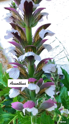 Acanthus Flower In The Garden via TikTok [Video]