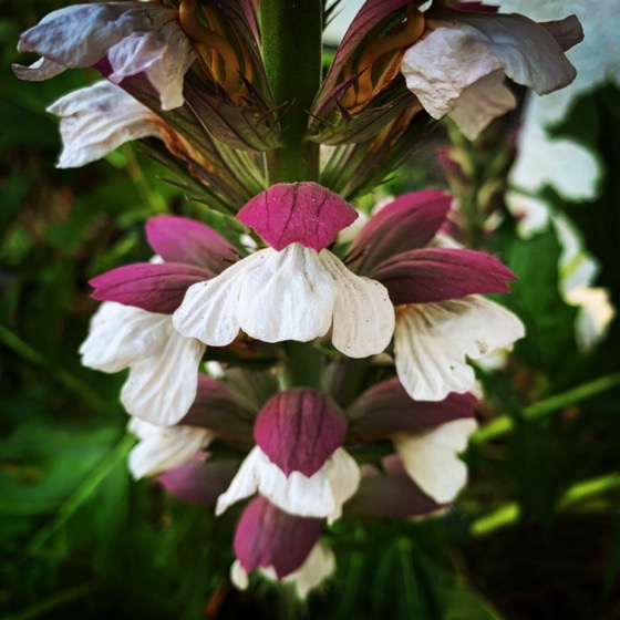 Acanthus Flowers In The Garden via Instagram [Photo]