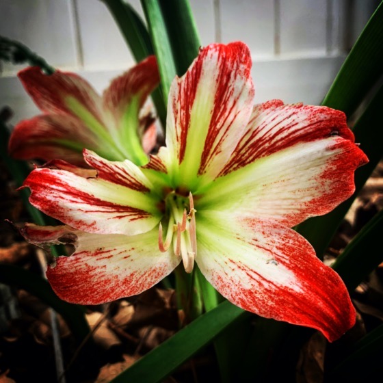 Amaryllis Bloom In The Garden via Instagram