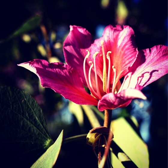 Bauhinia Blossom via Instagram